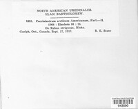 Pucciniastrum arcticum image